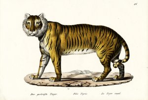 Königstiger, 1824